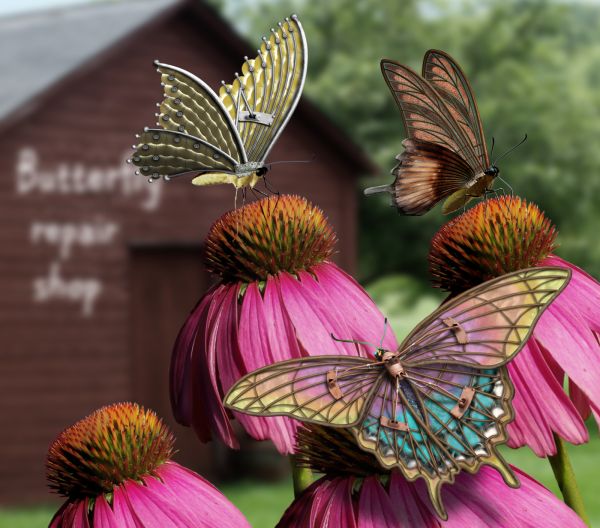 Butterfly Repair photoshop picture